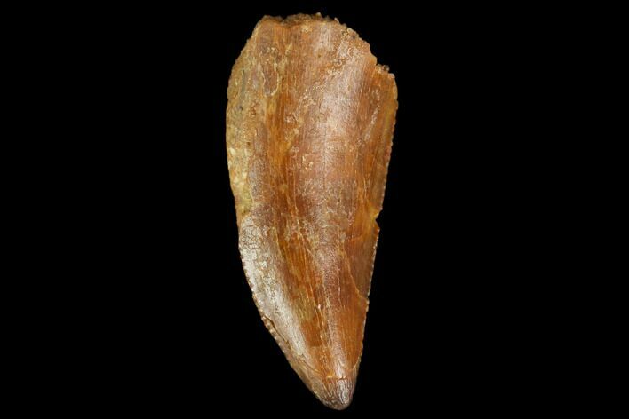 Raptor Tooth - Real Dinosaur Tooth #127055